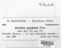 Tranzschelia discolor image